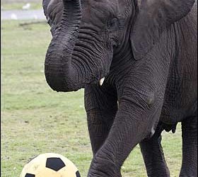The Ivory Coast Elephants have a star-studded first team, but little silverware to show for it.