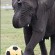 The Ivory Coast Elephants have a star-studded first team, but little silverware to show for it.